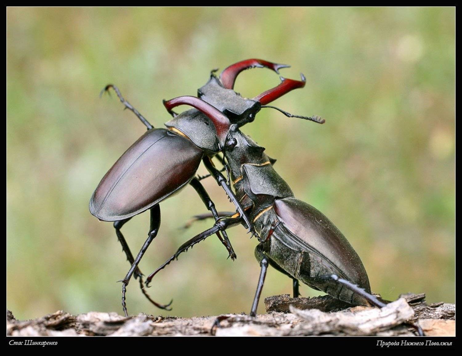 , Стас Шинкаренко