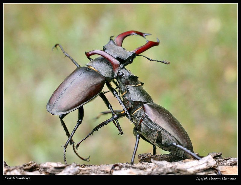 Бой жуков - оленей фото превью