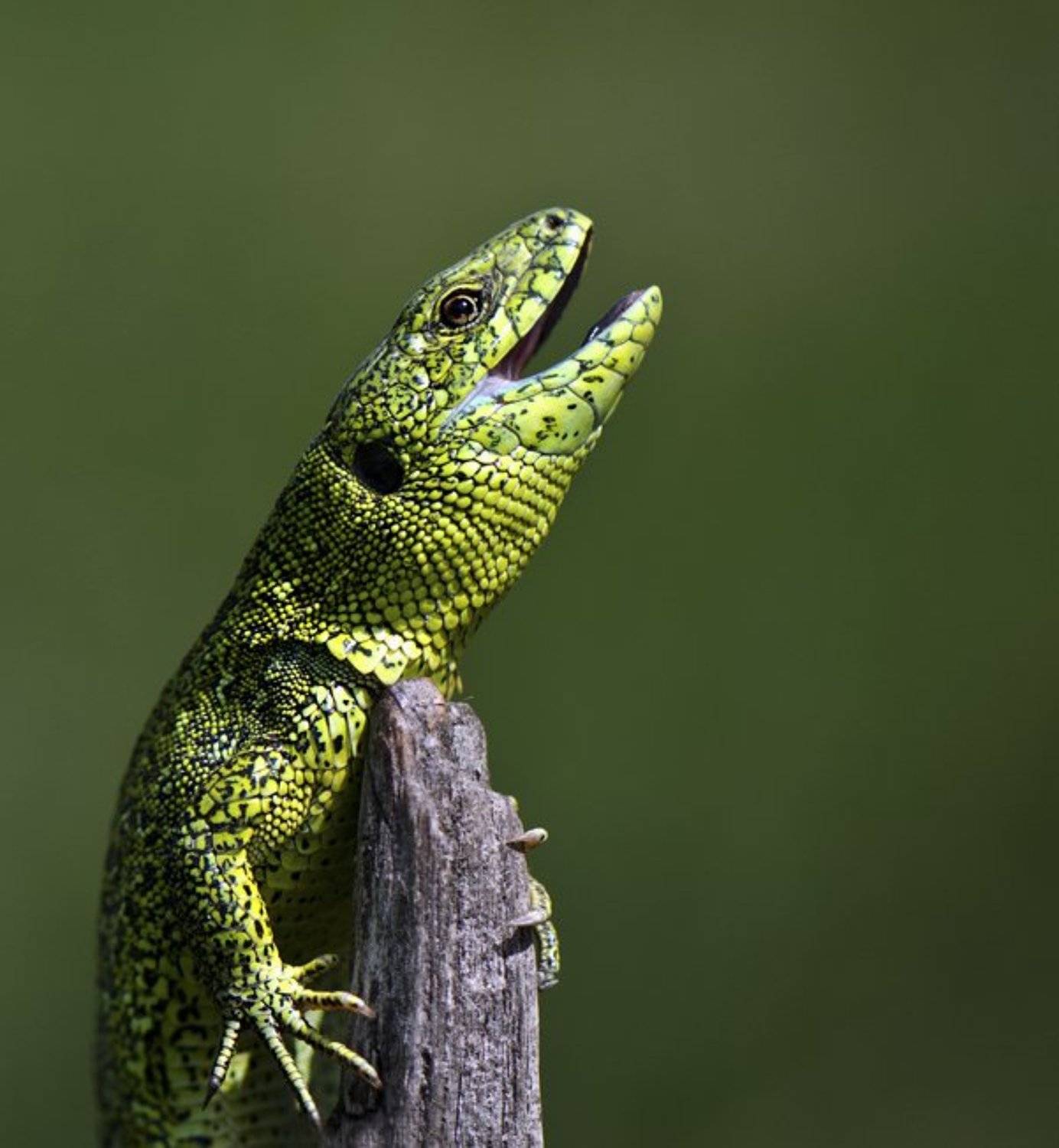 , Татьяна Аверина