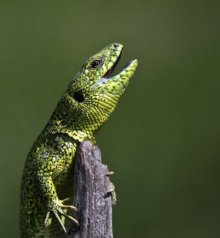 Звезда Евровидения... фото превью