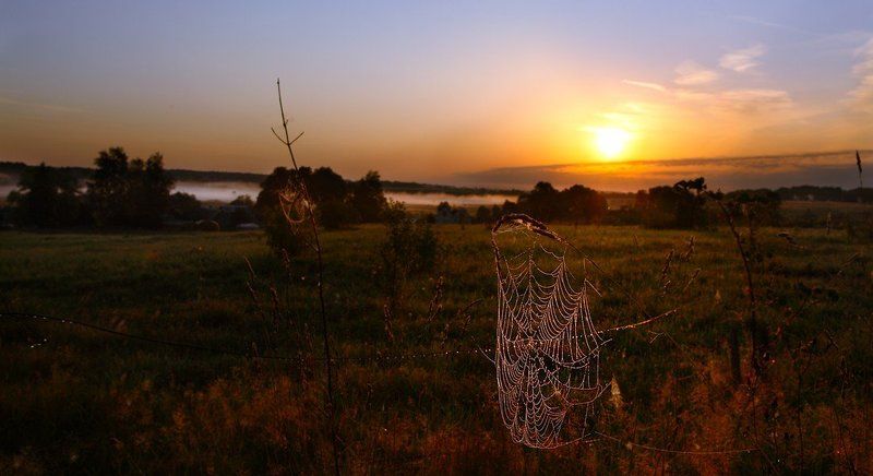 паутина и туман августа... фото превью