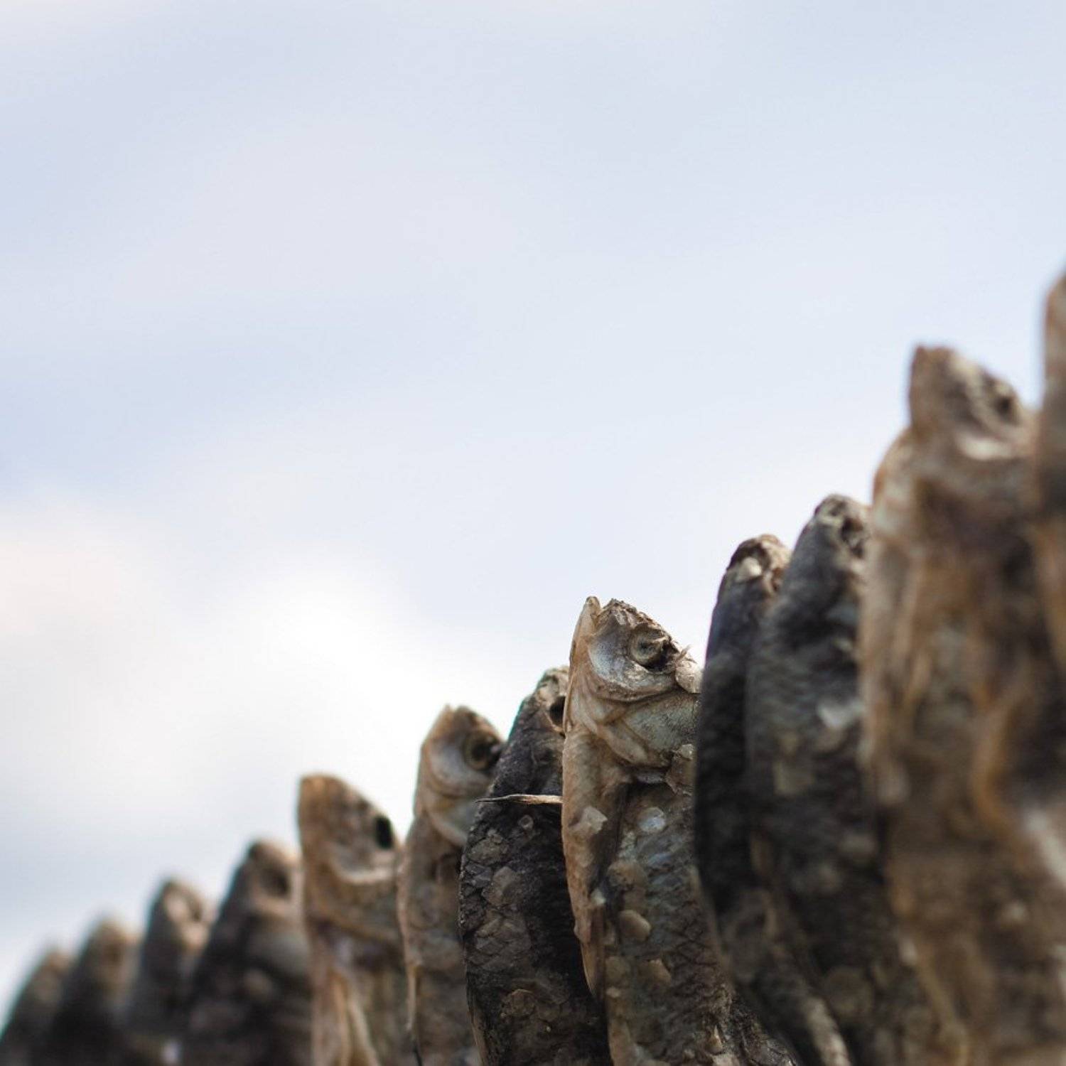 , Дмитрий Тараторкин