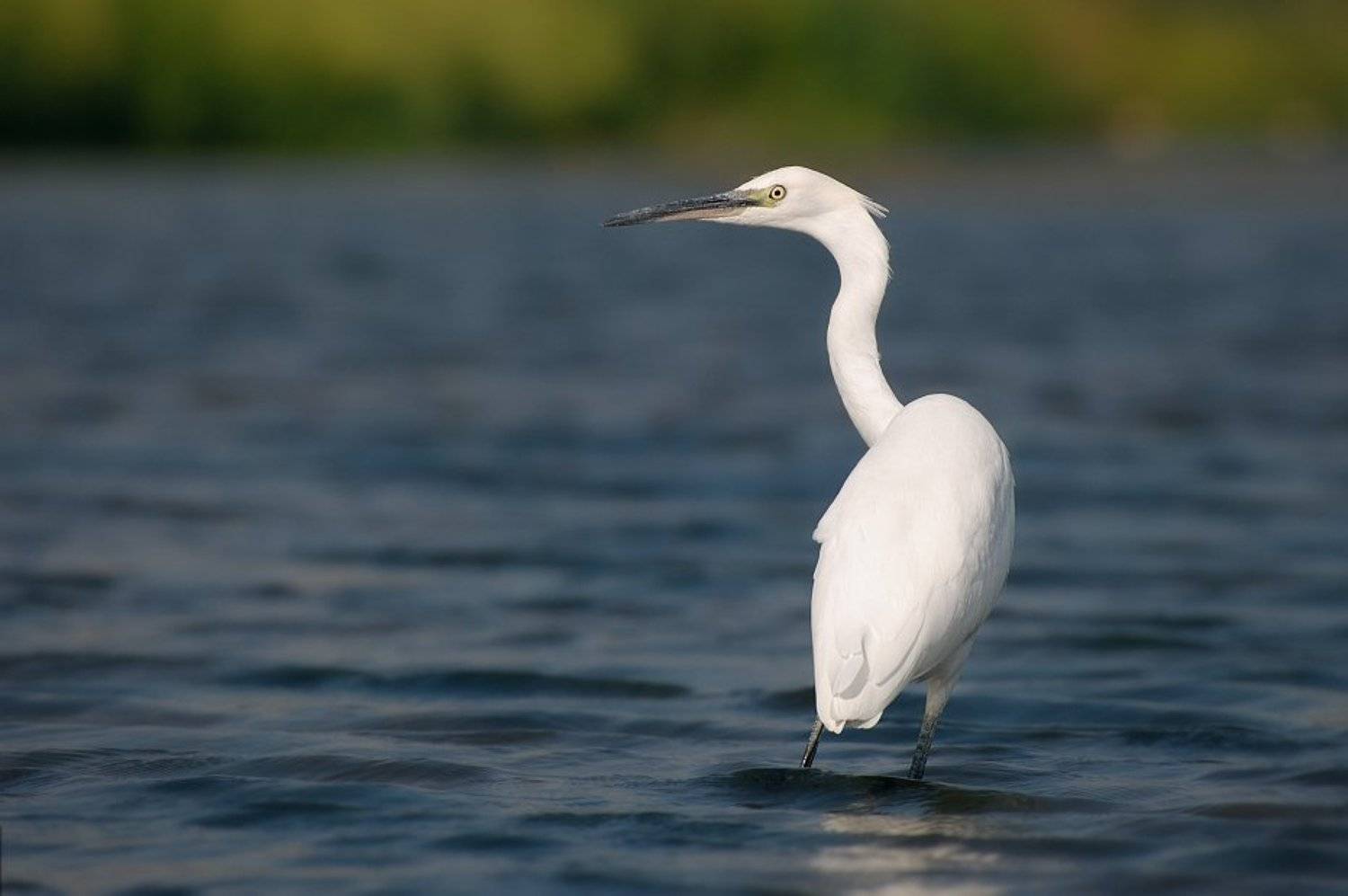 birds, egret, Stefan Stefanov