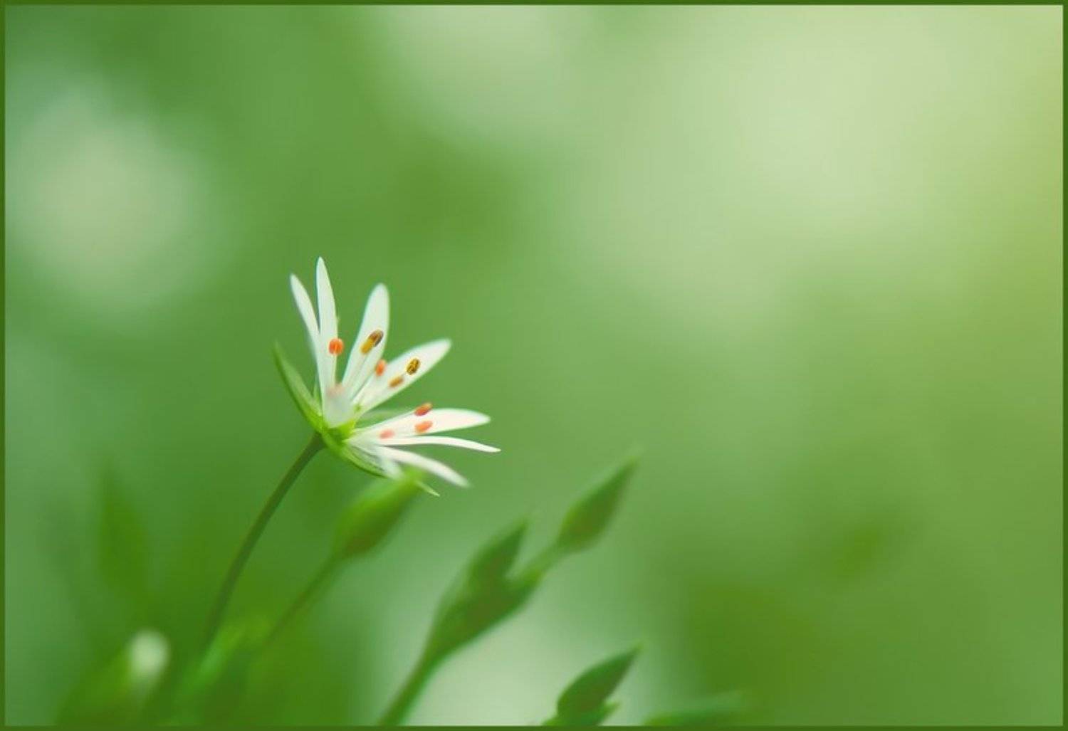 , Валерий Коновалов