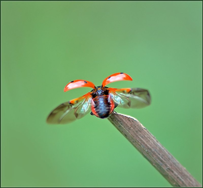 От винта! фото превью