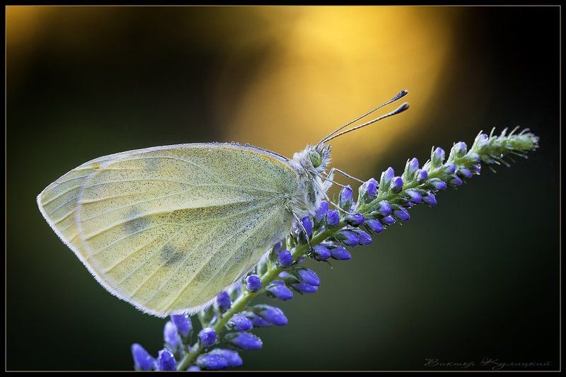 белянка № 9 фото превью