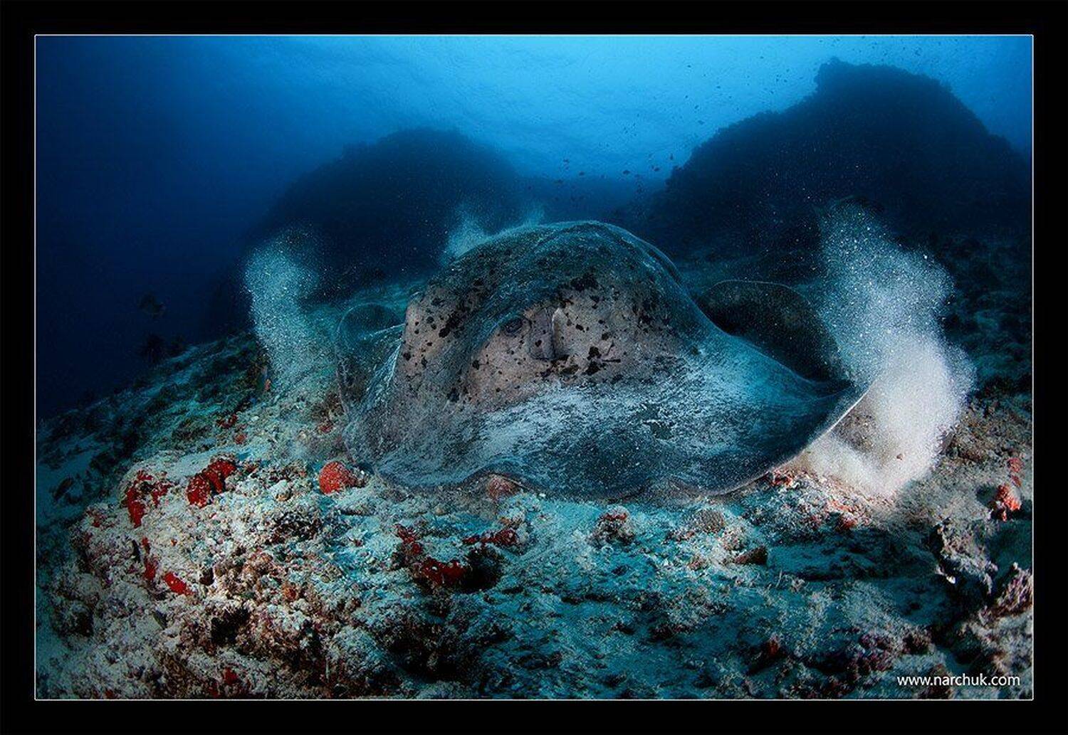 мальдивы, хвостокол, риф, скат,дайвинг, Нарчук Андрей