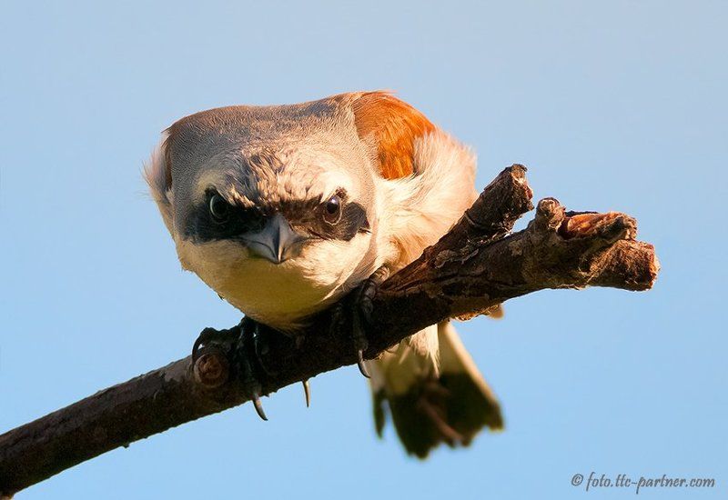жулан Страшный жулан фото превью