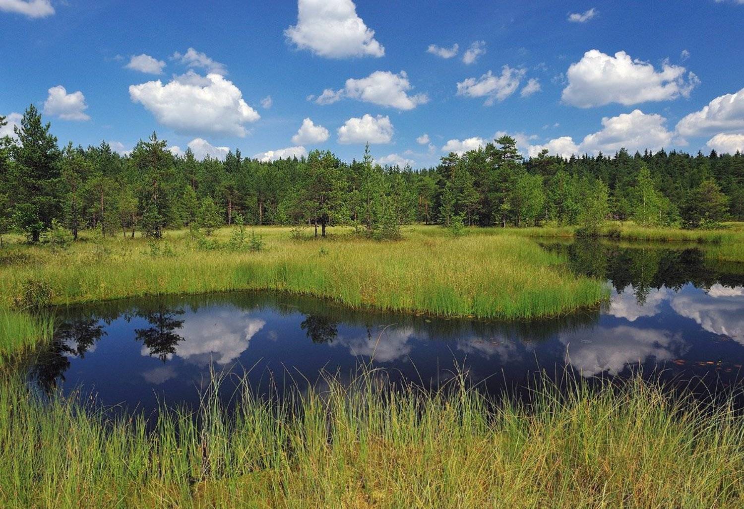 , Сергей Седов