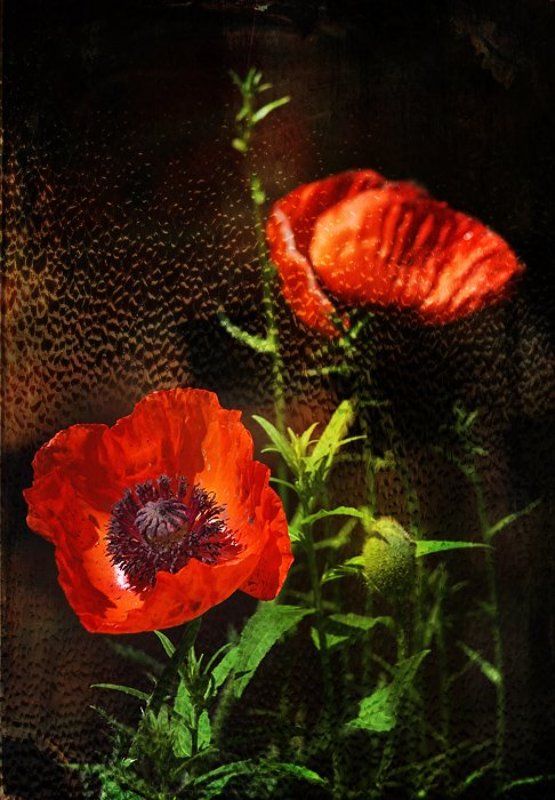 raisa rare, rare, мак, маки, цвет, красный, дождь, окно, запотело. Маков цвет. фото превью