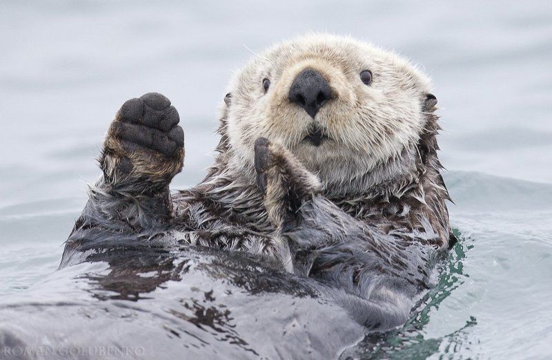 А вчера я поймал вот такую рыбину! / Yesterday I caught a fish thiiis big! - Otter. Alaska фото превью