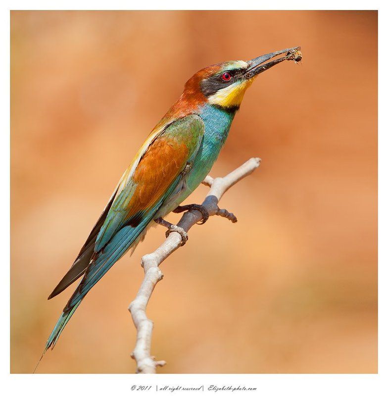 золотистая, щурка, пчелоедка, merops, apiaster, вее, еater, израиль Золотистая щурка - Вее - еater фото превью