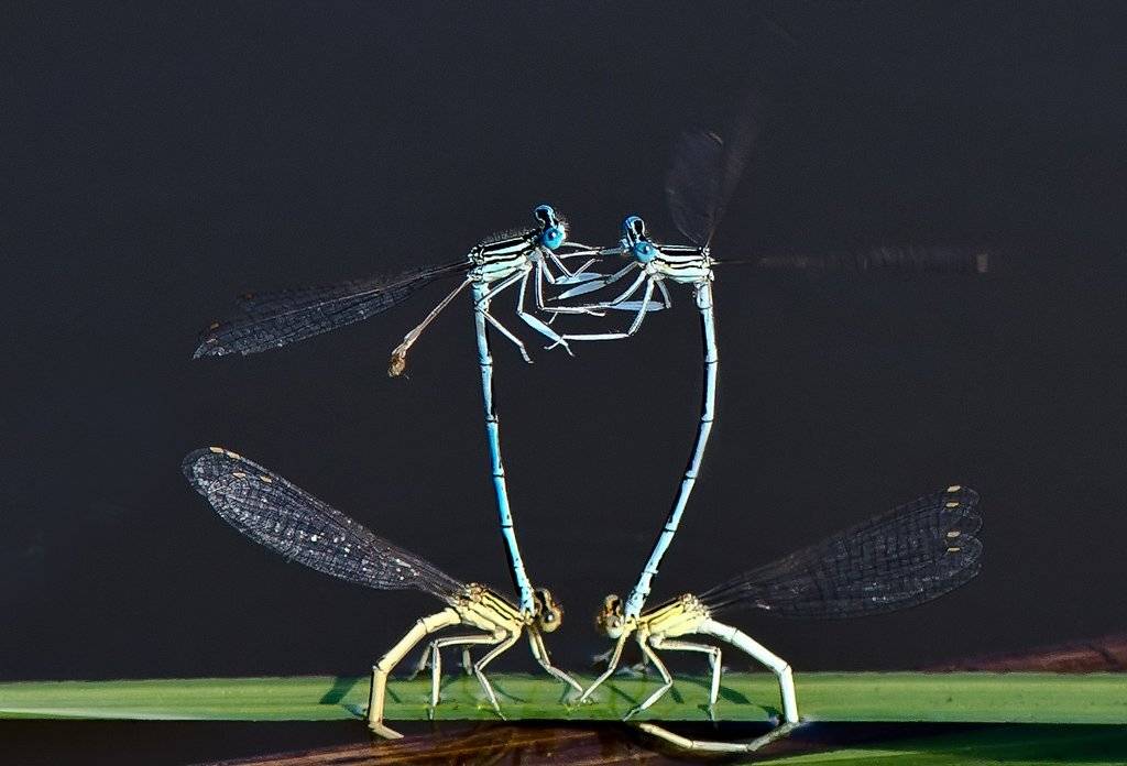 , Татьяна Аверина