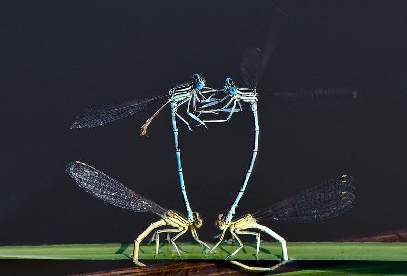 Акробатический этюд фото превью