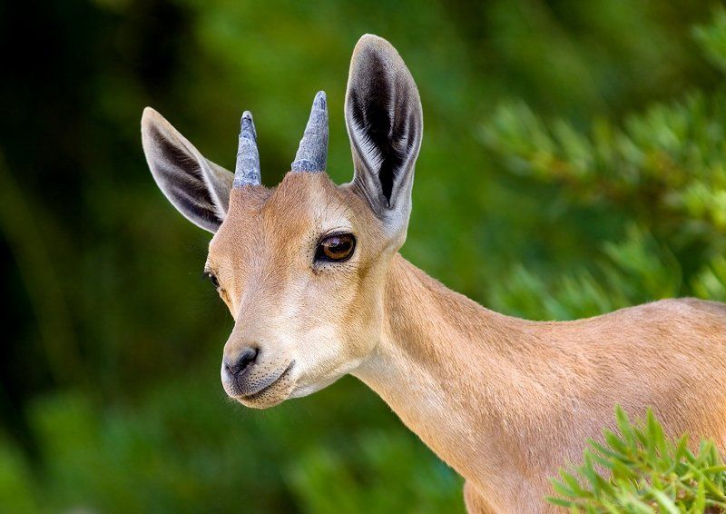козерог, молодой маленькие рожки , бархатные ушки фото превью