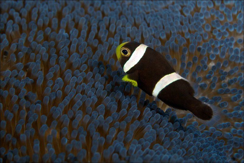 clown fish, underwater, indonesia, bali, anemone Чёрный. фото превью