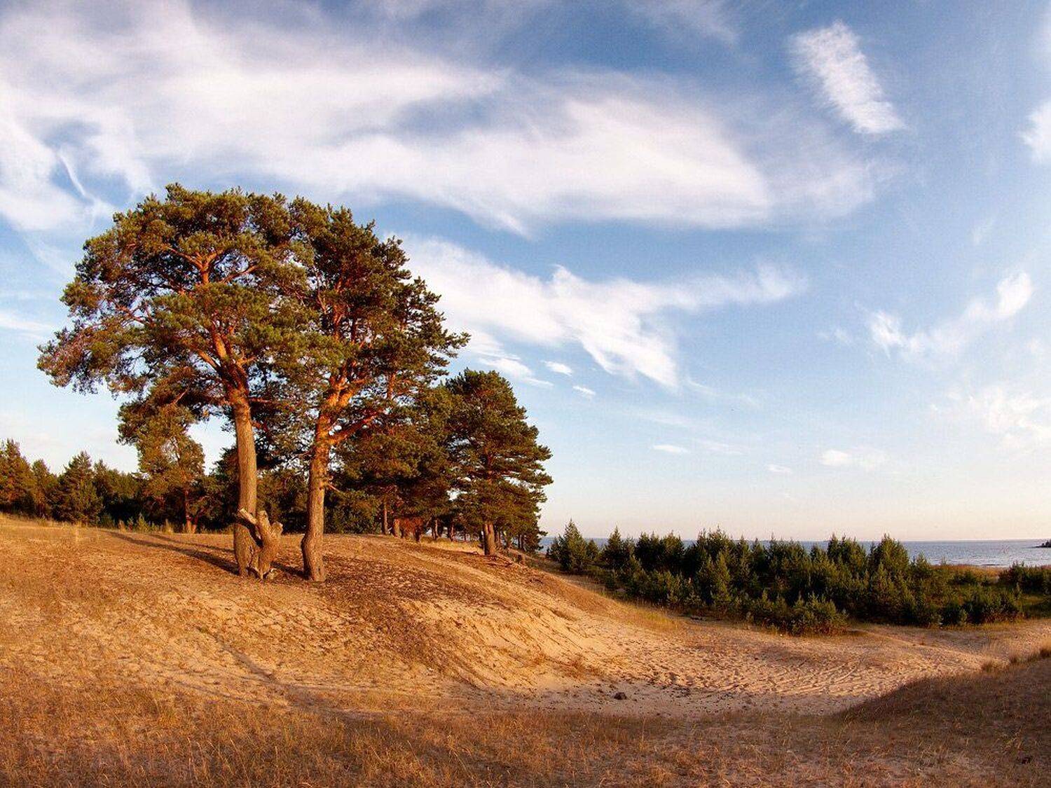 , Максим Евдокимов