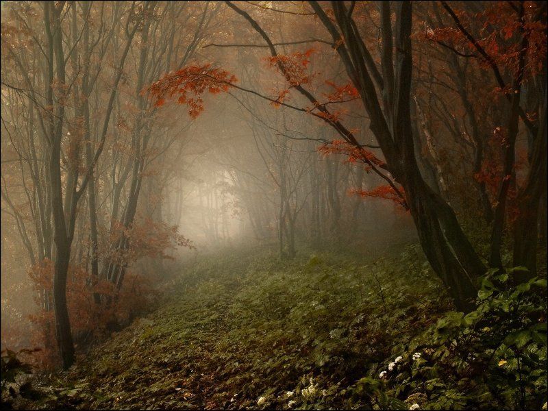 Туманно-осенние перспективы фото превью