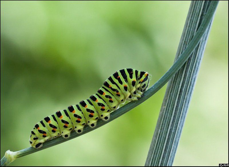 макро, бабочка, природа Гусеница Махаона фото превью