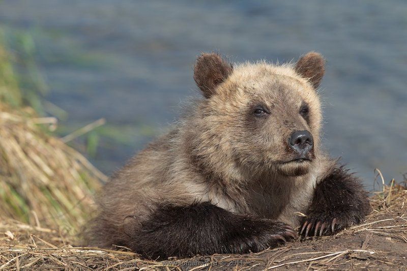 камчатка, медведь, озеро курильское Сеголетка. фото превью