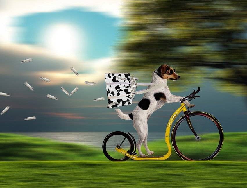 , Caras Ionut