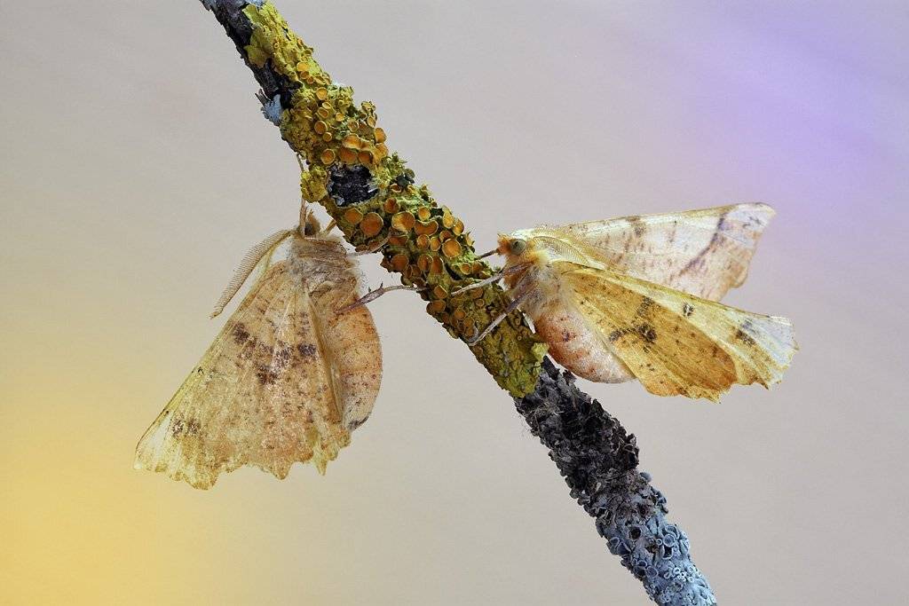 пяденицы, угловатые, березовые, (ennomos, erosaria), Сергей Таланов