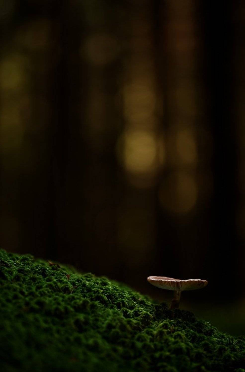 гриб, сумрак, Юлия