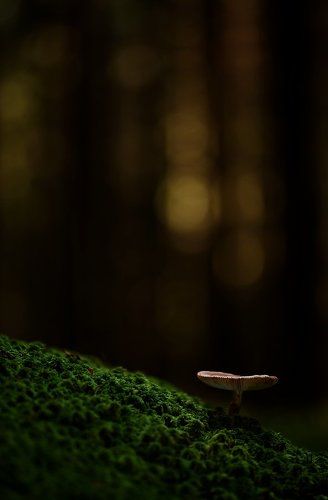 в сумраке