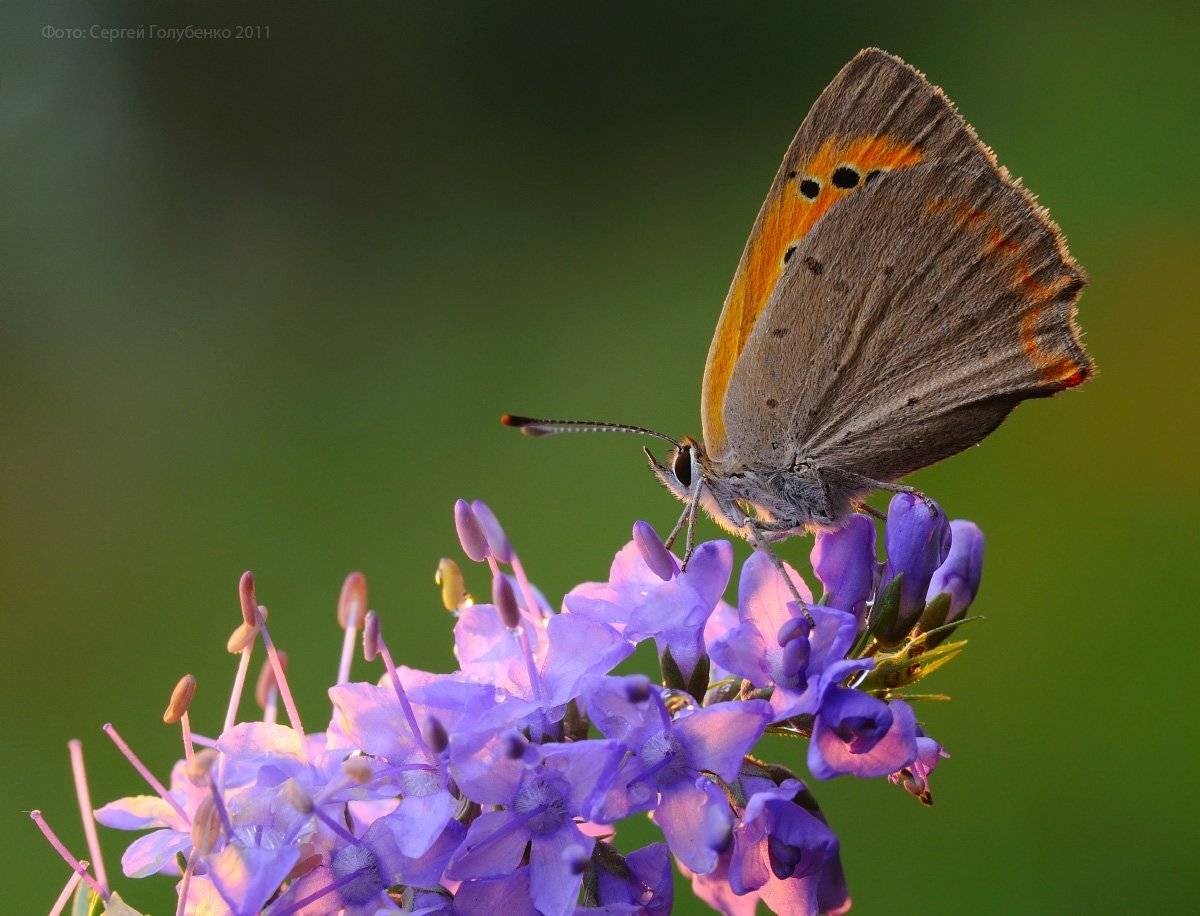 , Сергей Голубенко