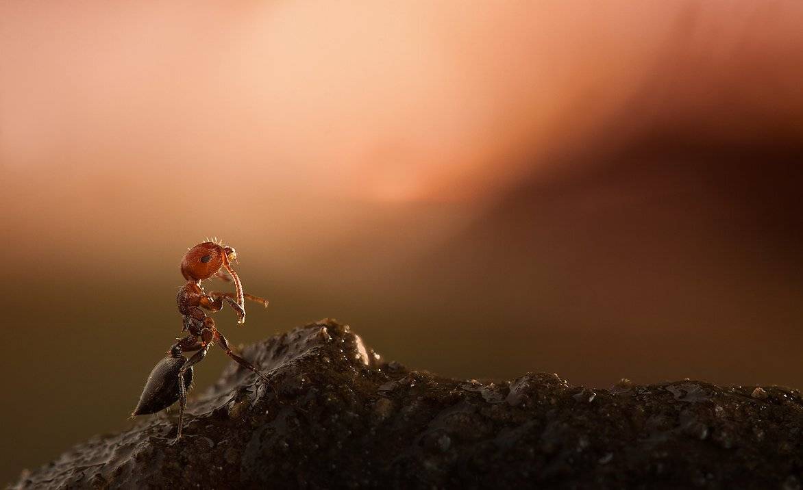 макро, муравей, irina