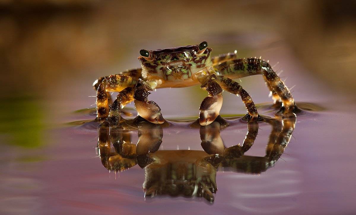 краб, море, лето, irina