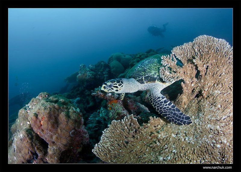 sea turtle, coral,reef,diving,diver,turtle,narchuk В гости фото превью