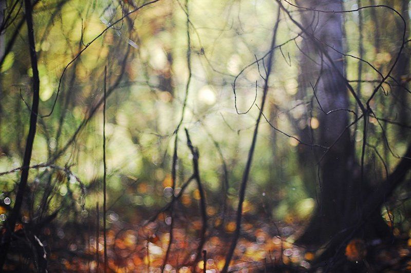 лес, осень, nikon, nikon d40, nikkor 50/1.4, autumn фото превью