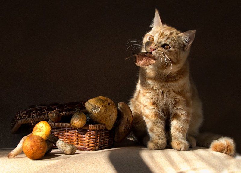 грибы, котёнок По грибы... фото превью