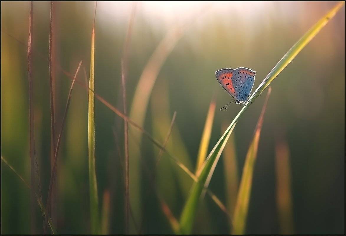 макро,лето,бабочка,, Евгений Кирилкин.