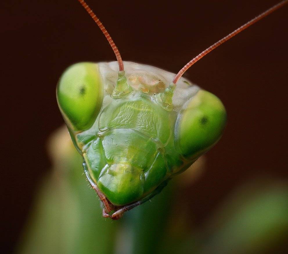 богомол, Михаил Псарёв