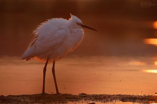 Litle white heron-sunrise