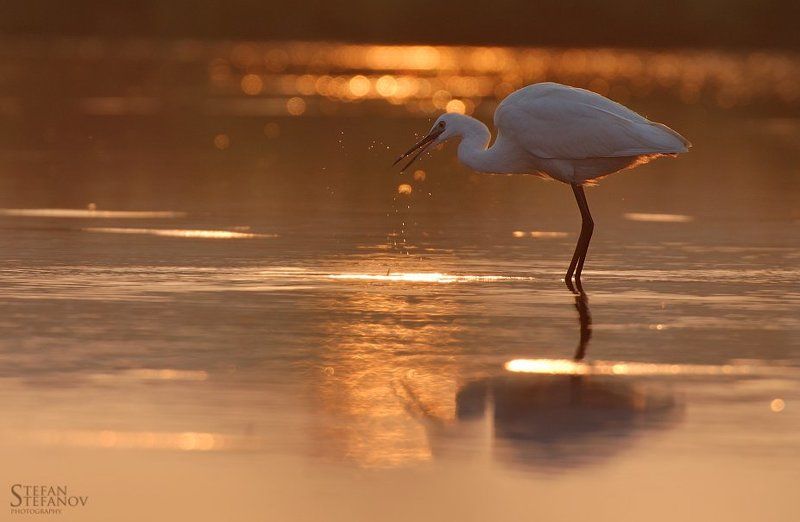 Litle white heron-sunrise 2 фото превью