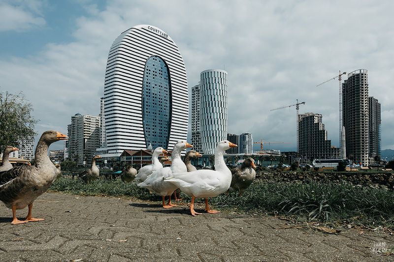 город,грузия,батуми,здания,небоскреб,небоскребы,архитектура,стройка,гусь,гуси,животные,птица,птицы,животное,трава,парк,небо,день, Важный Птица фото превью