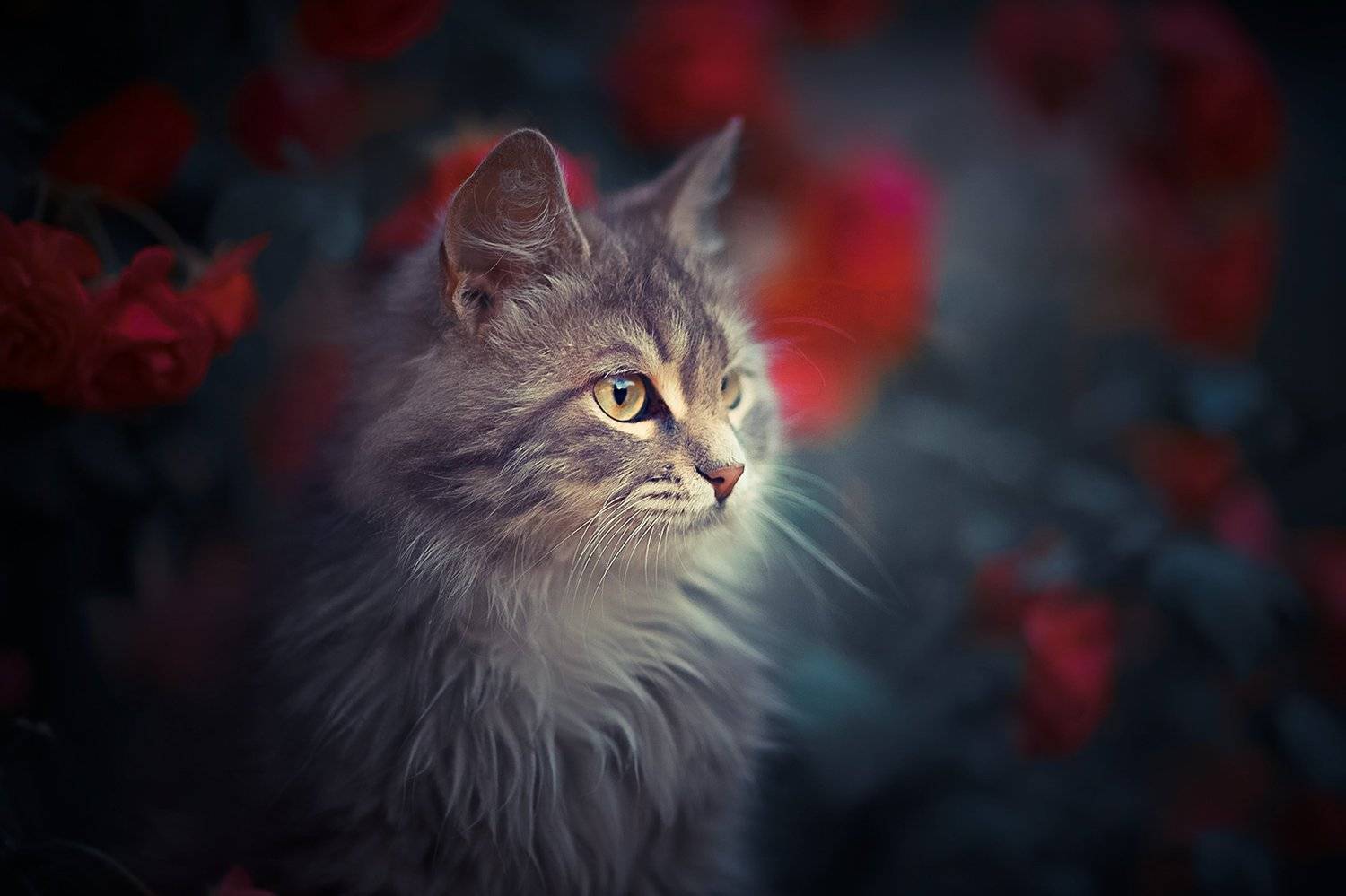 , Коротун Юрий
