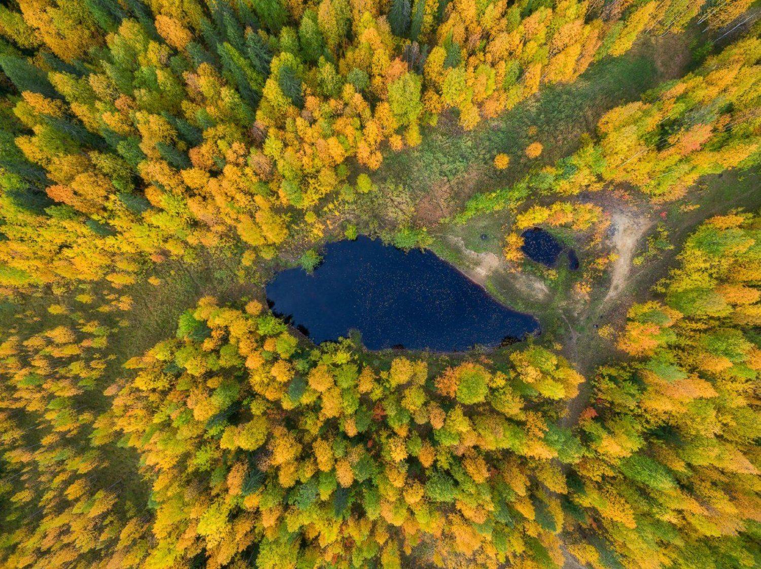 печора,коми,лес, Игорь Подобаев