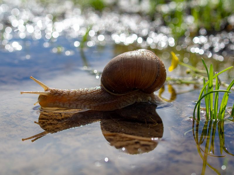 За букетом для любимой... фото превью