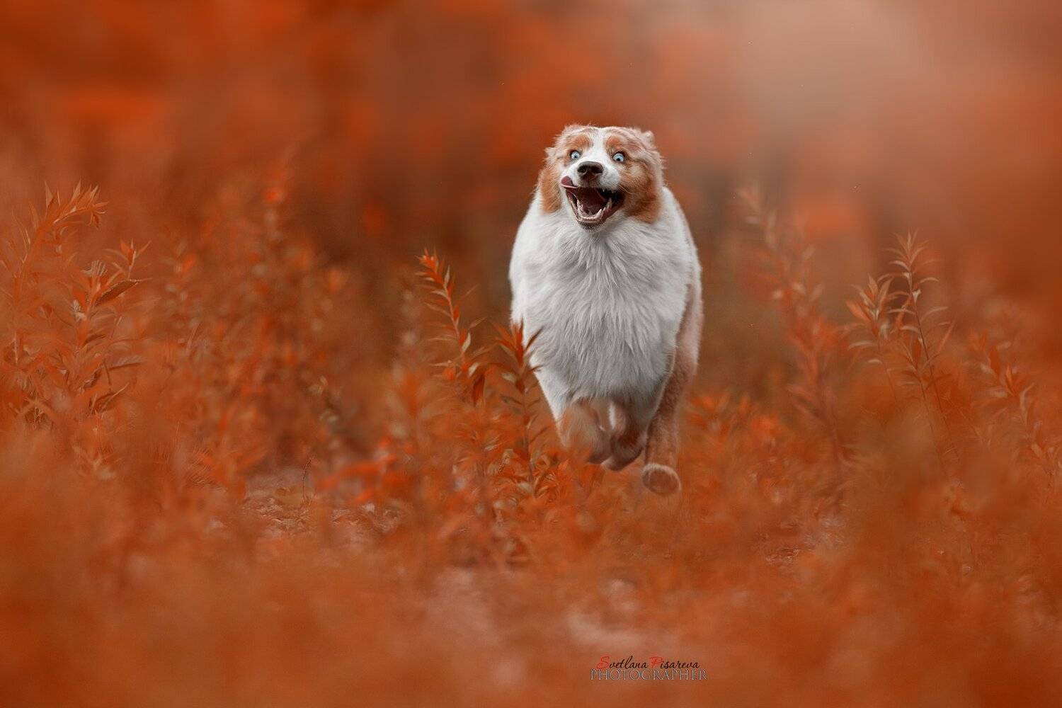 , Светлана Писарева