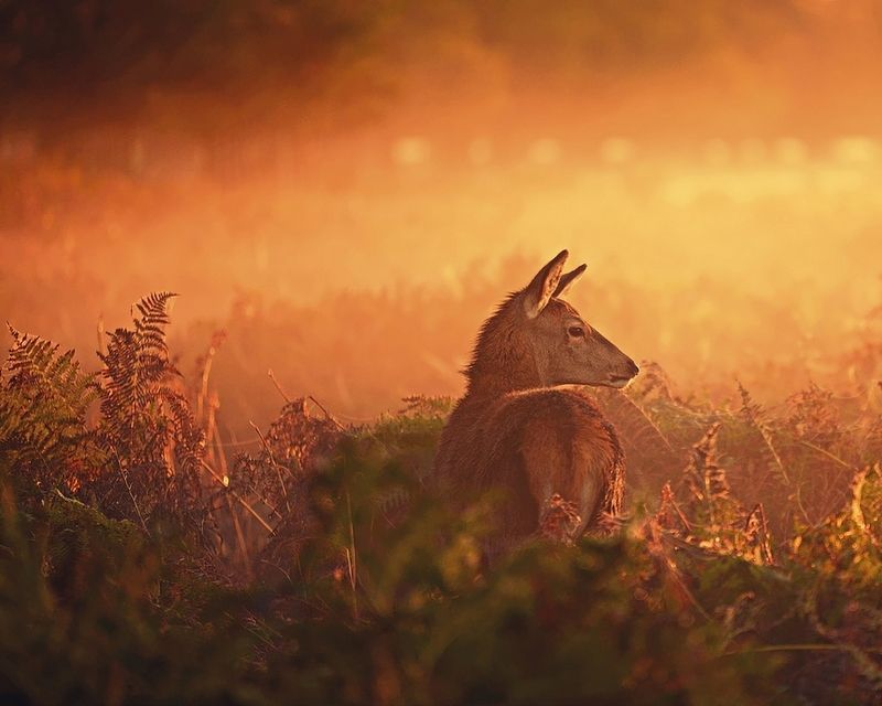 Early One Morning фото превью