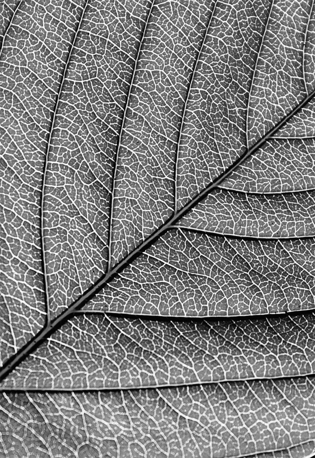 , Алексей Герасимов