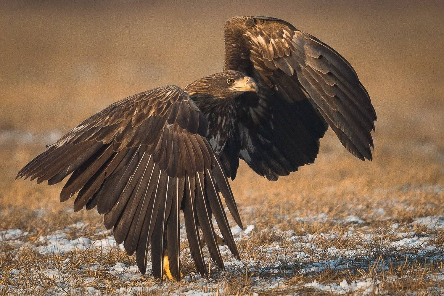 EAGLE,BIRDS,WILDLIFE, Marek Biegalski