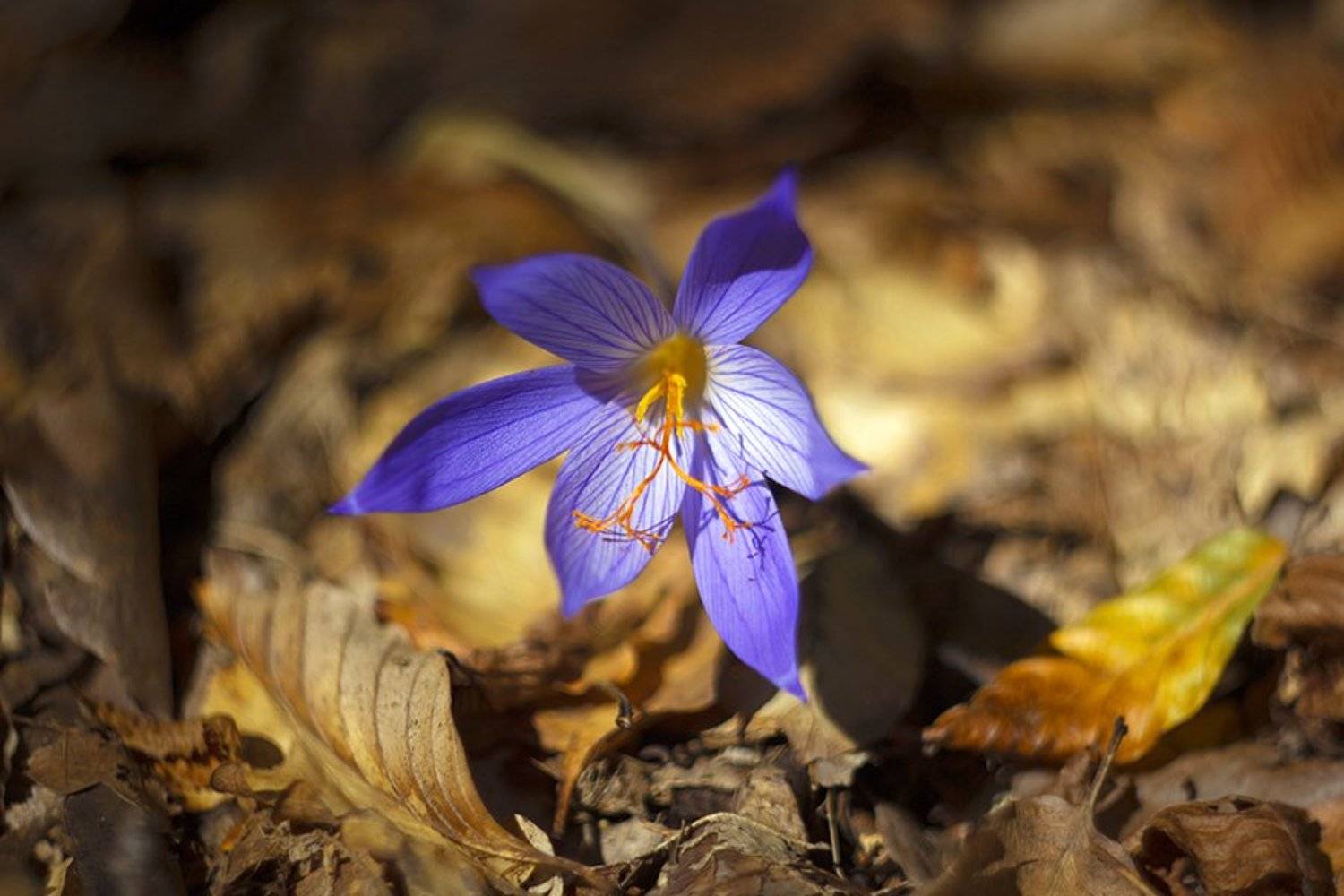 , Наталья Ова