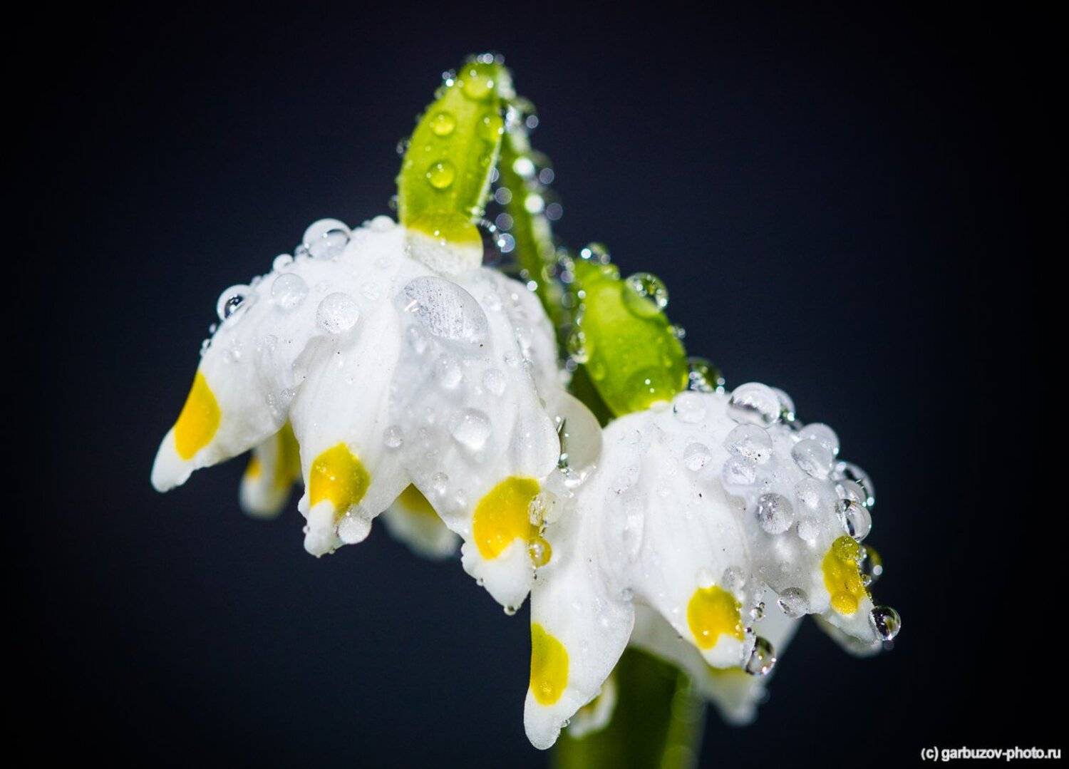 , Гарбузов Илья