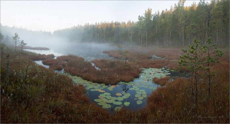 озеро болото туман лес *** фото превью