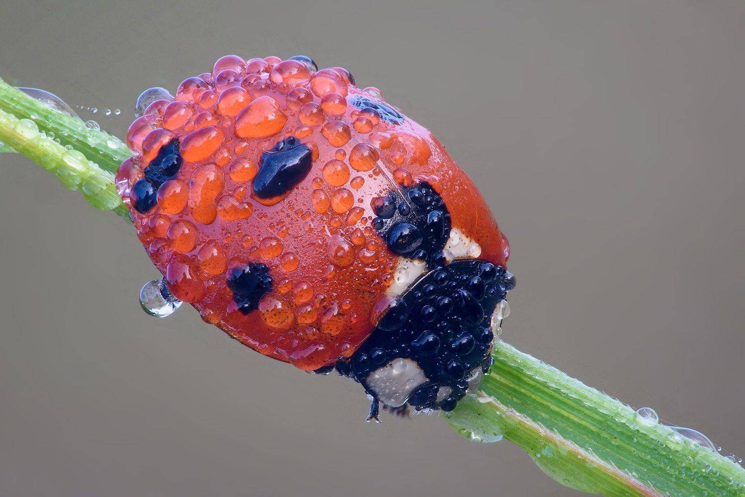 жук, роса, Сергей Рубан